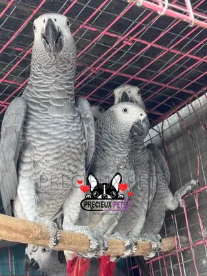 Congo African Grey