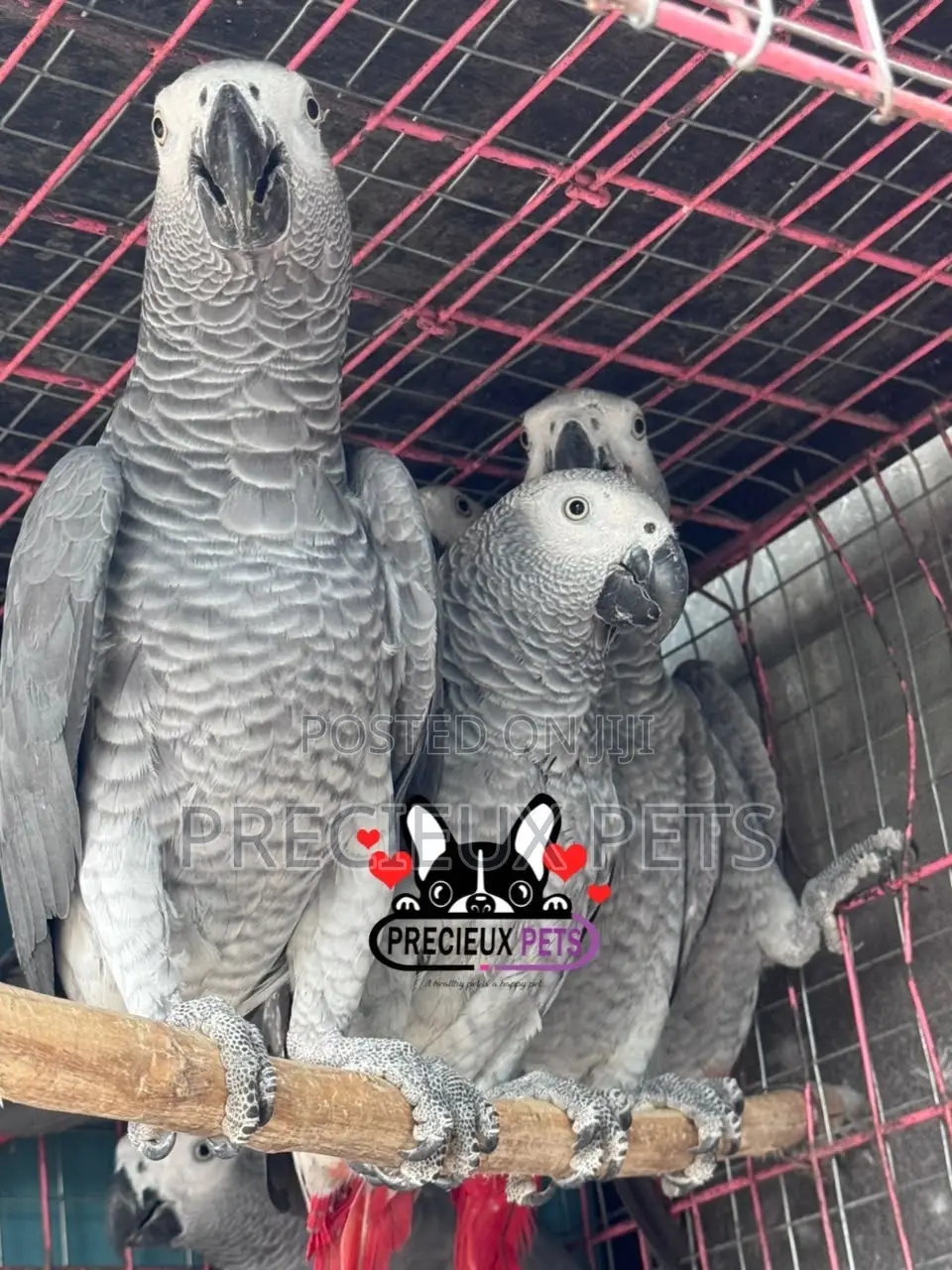 Congo African Grey
