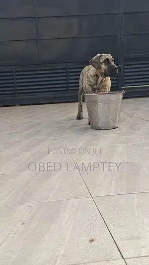 3-6 months Female Purebred Boerboel