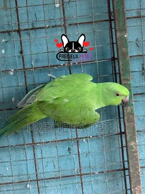 Indian Ringneck