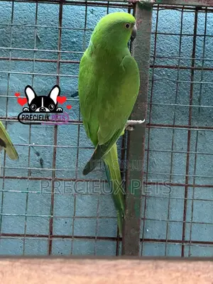 Indian Ringneck