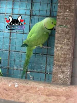 Indian Ringneck