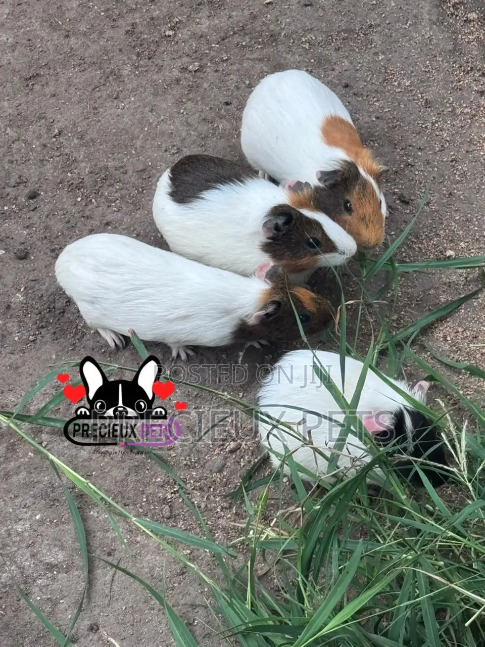 Guinea Pigs
