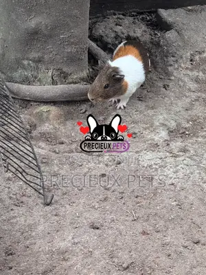 Guinea Pigs