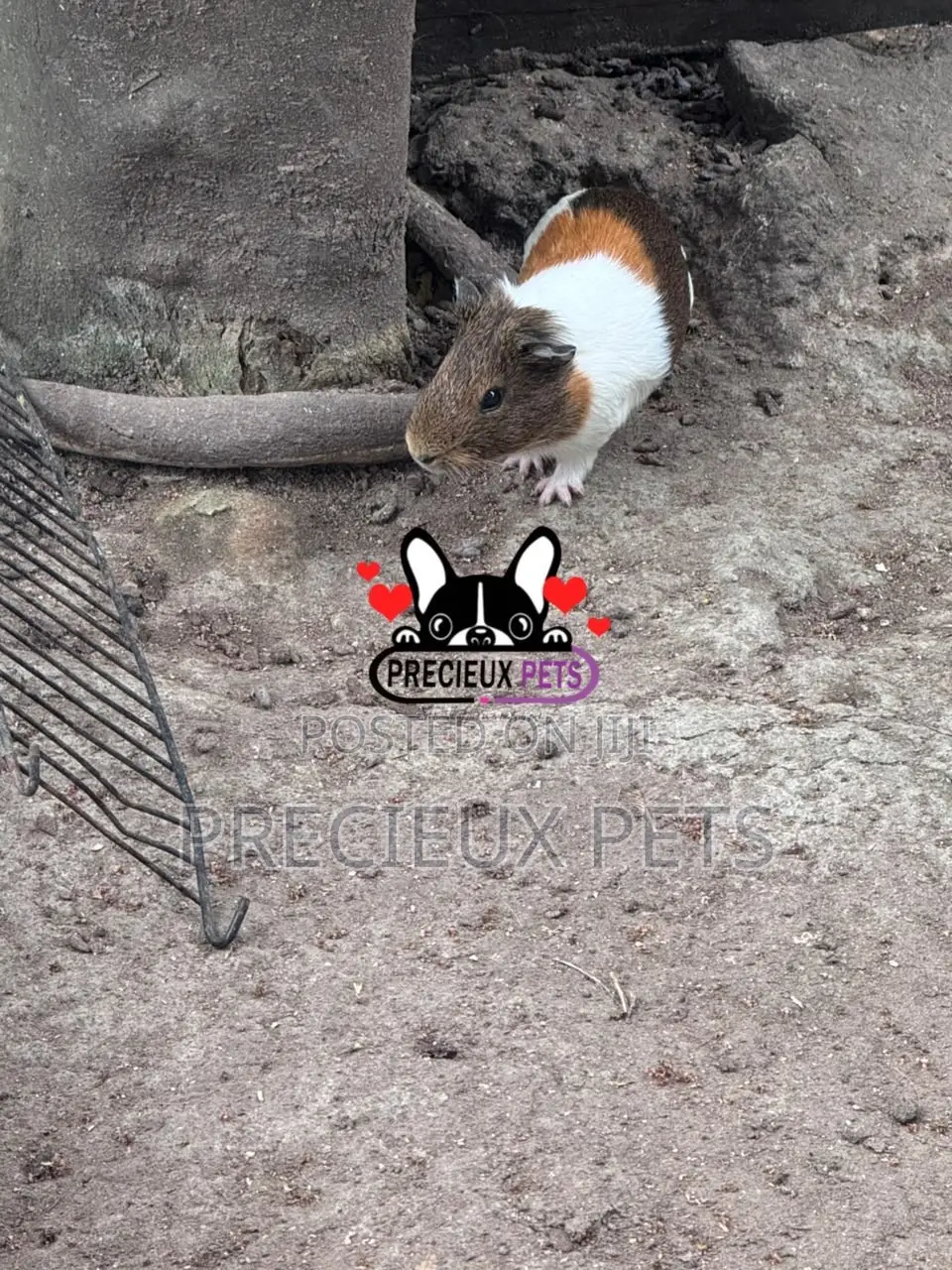 Guinea Pigs