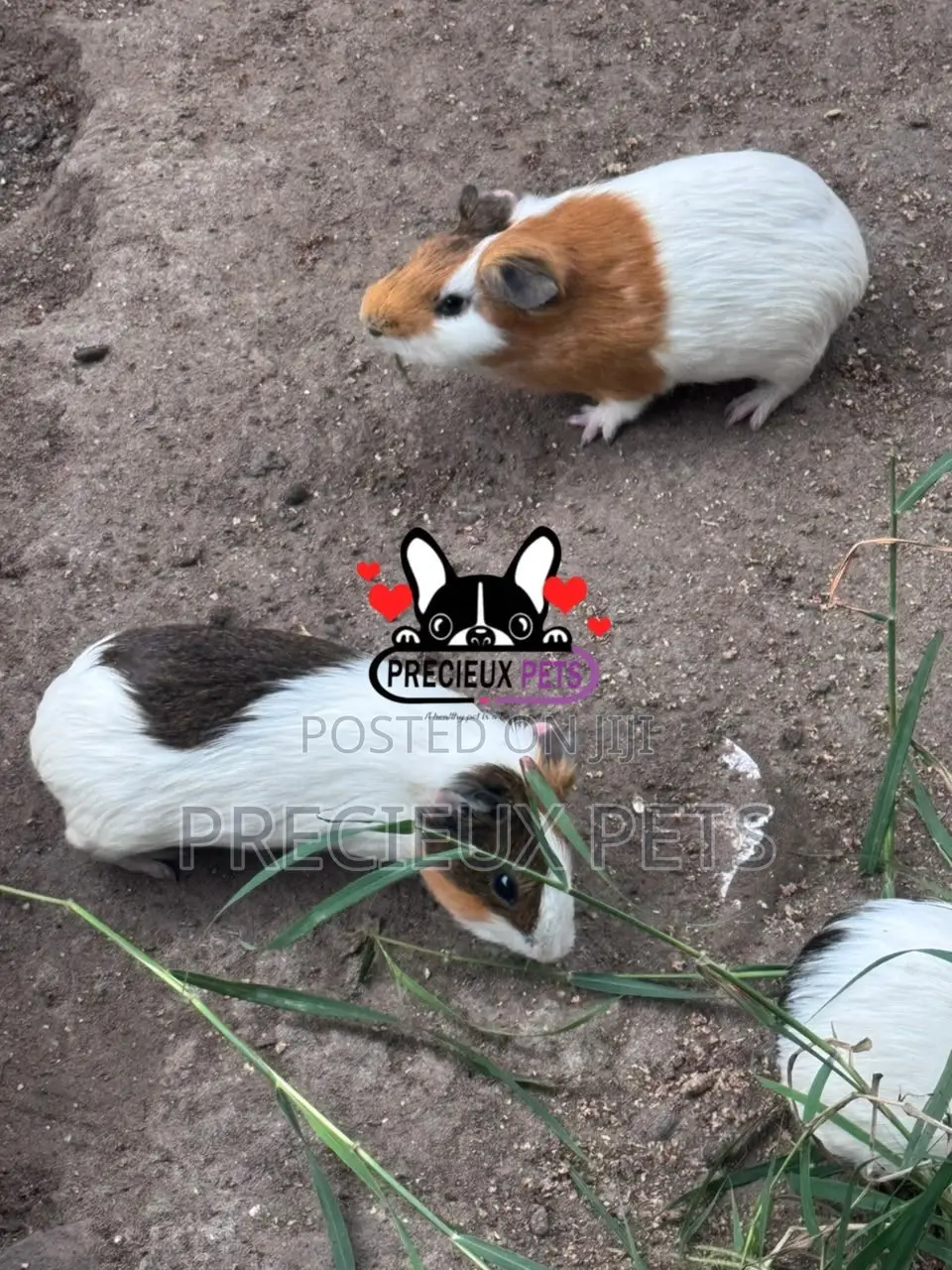 Guinea Pigs