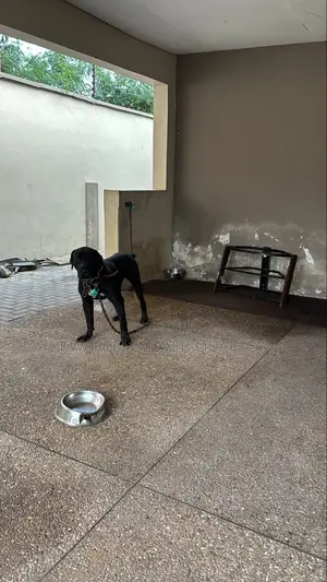 1+ year Male Purebred Boerboel