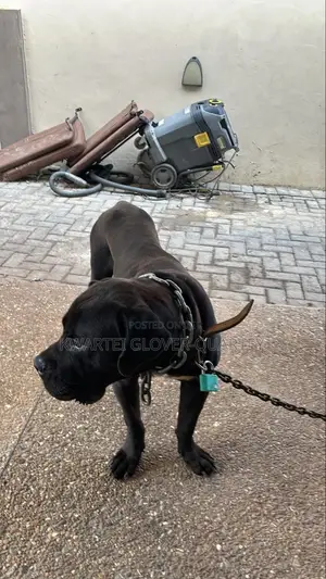 1+ year Male Purebred Boerboel