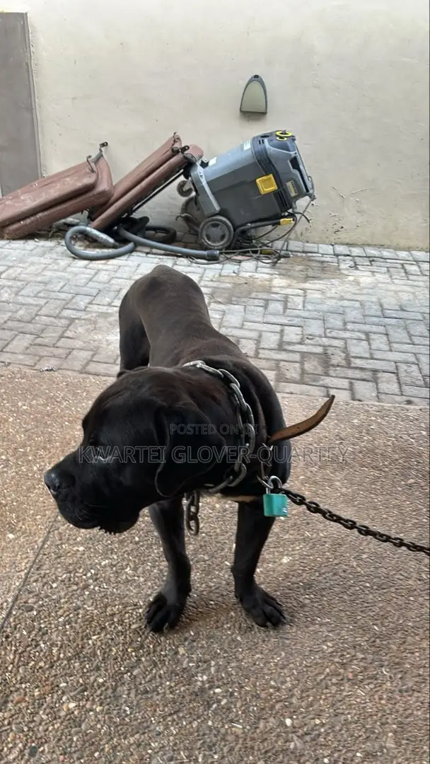 1+ year Male Purebred Boerboel