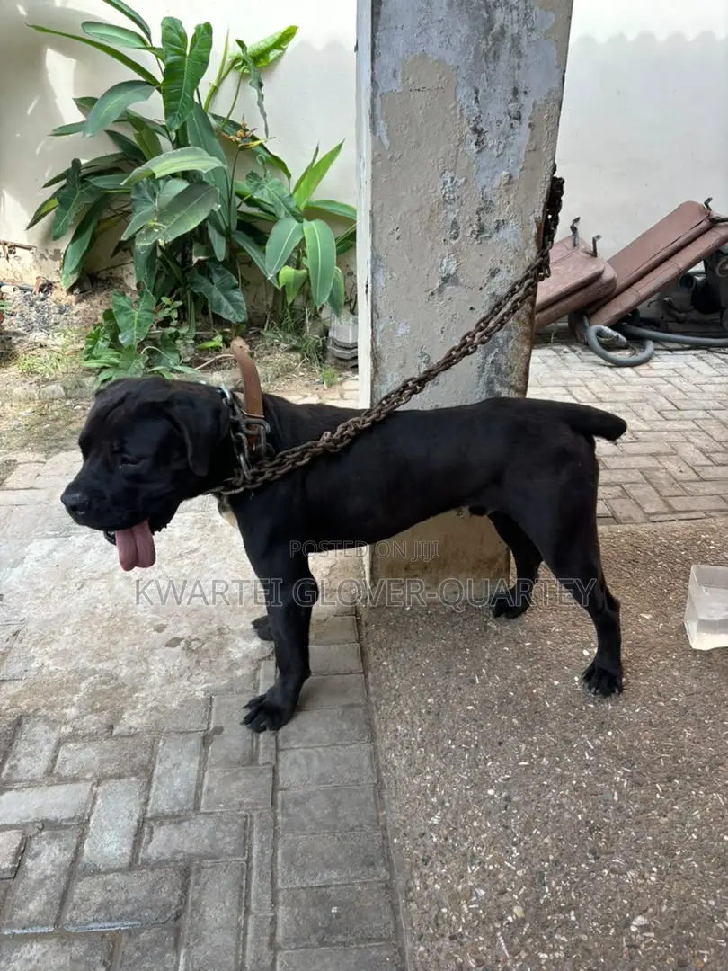 1+ year Male Purebred Boerboel