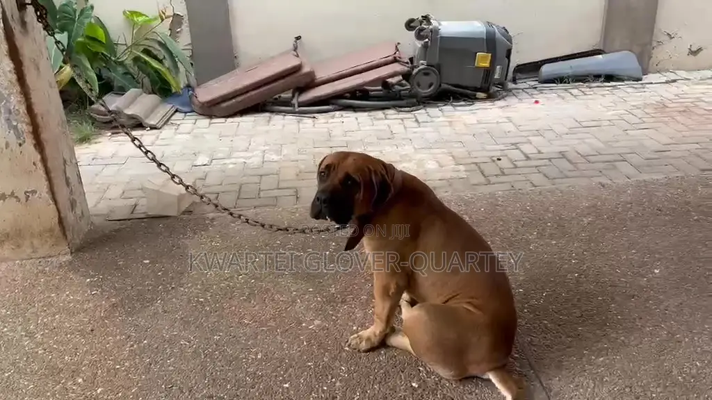 1+ year Male Purebred Boerboel