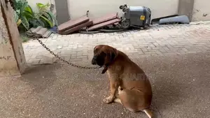 1+ year Male Purebred Boerboel
