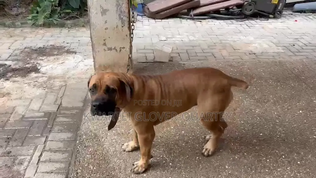 1+ year Male Purebred Boerboel