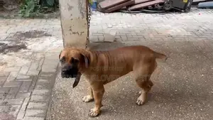 1+ year Male Purebred Boerboel