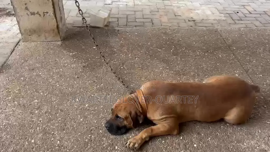 1+ year Male Purebred Boerboel