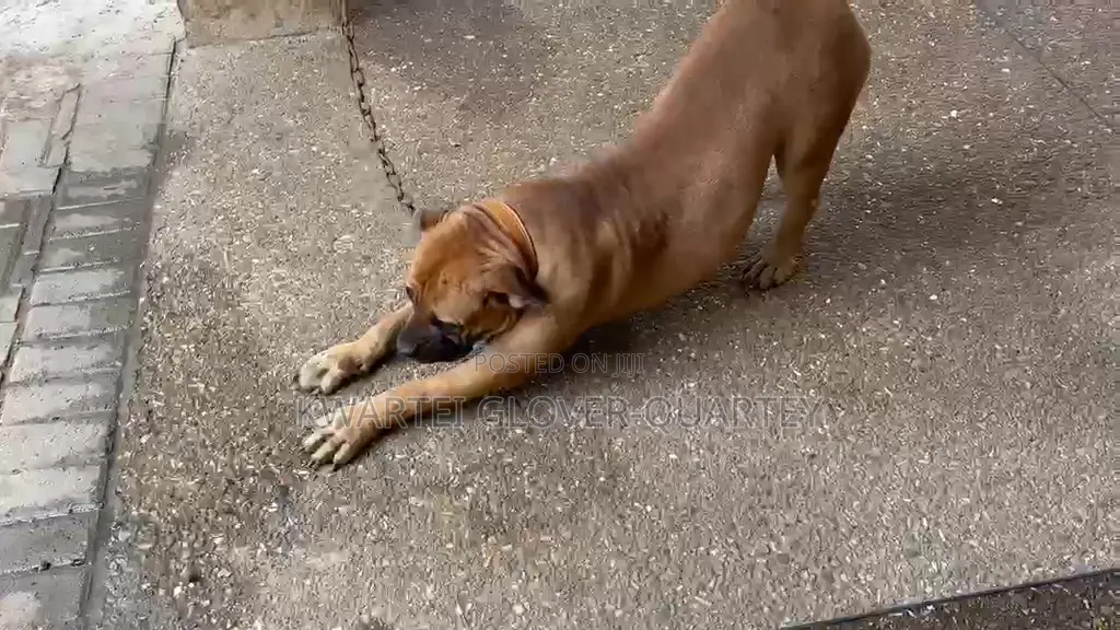 1+ year Male Purebred Boerboel