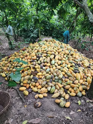 8 Acres Farm Land With 6acres Cocoa