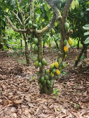 8 Acres Farm Land With 6acres Cocoa