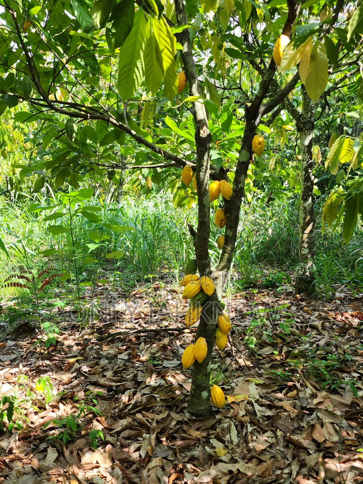 8 Acres Farm Land With 6acres Cocoa
