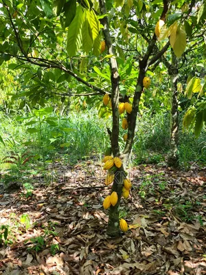 8 Acres Farm Land With 6acres Cocoa
