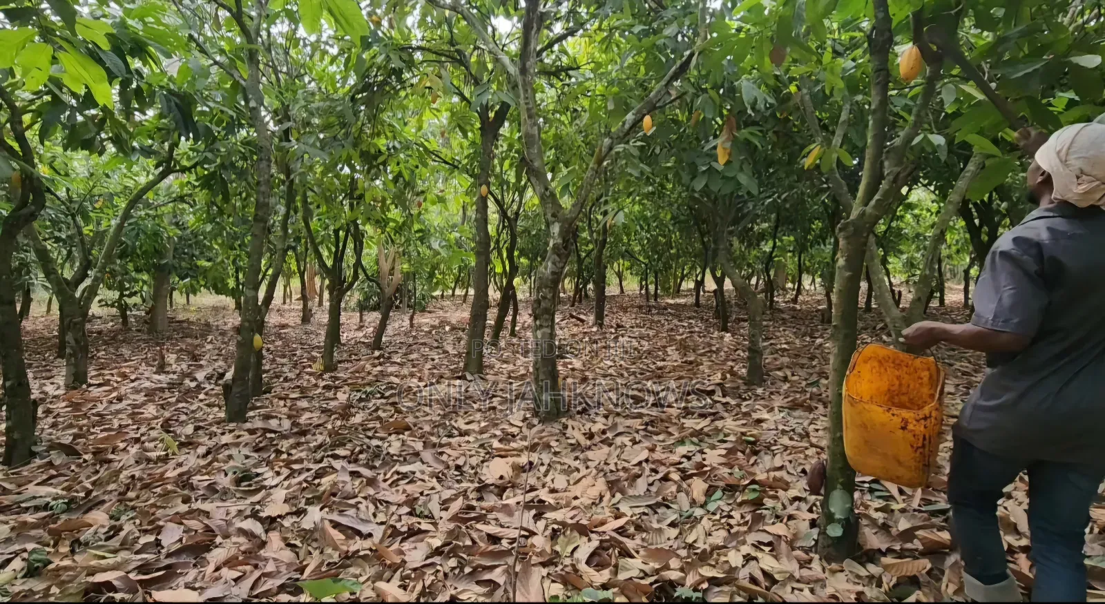 8 Acres Farm Land With 6acres Cocoa