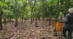 8 Acres Farm Land With 6acres Cocoa