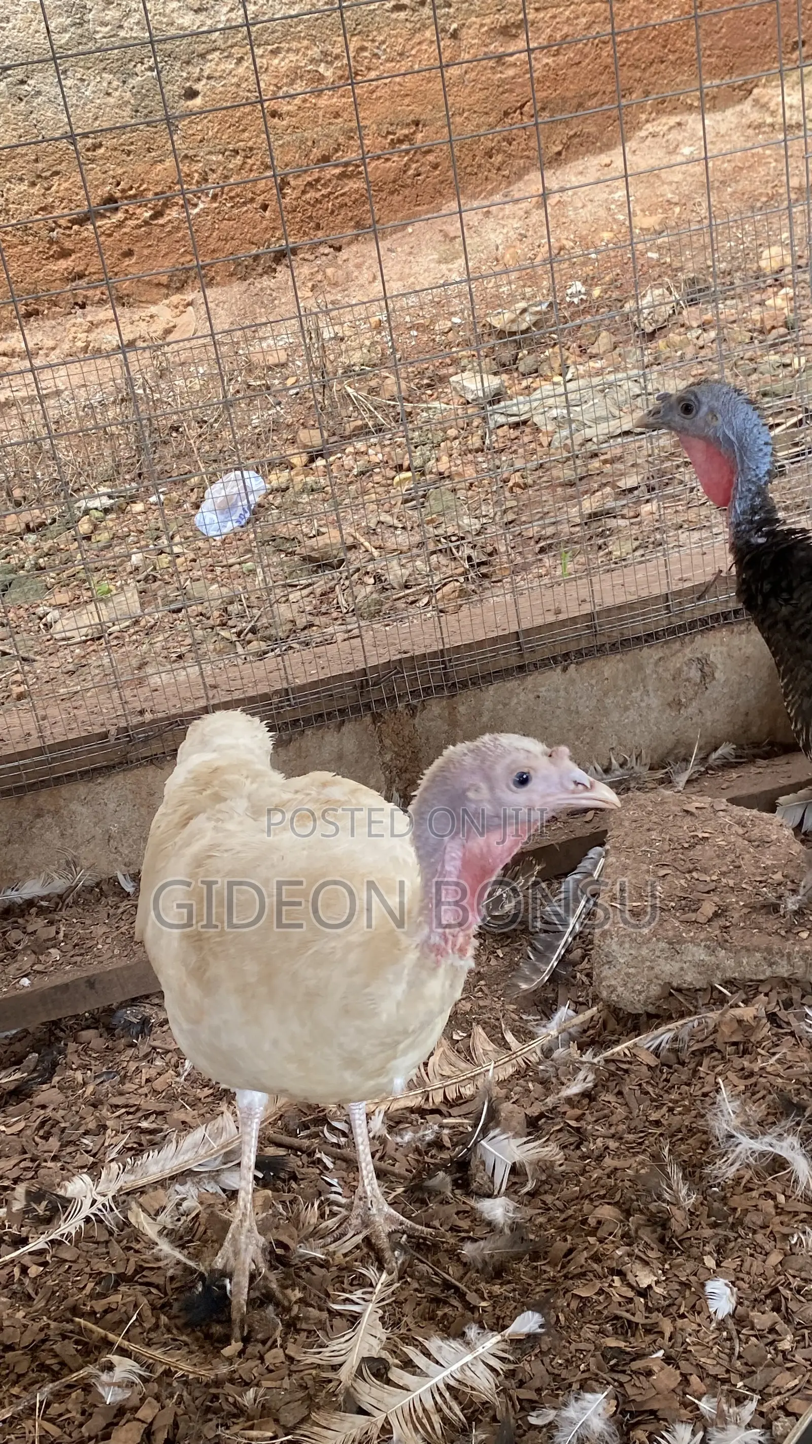 9 Months Female Layer Turkeys to Start Up Your Farm