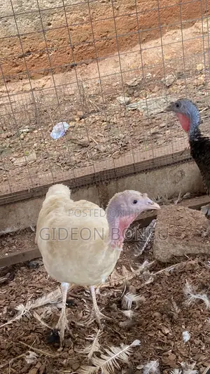 9 Months Female Layer Turkeys to Start Up Your Farm