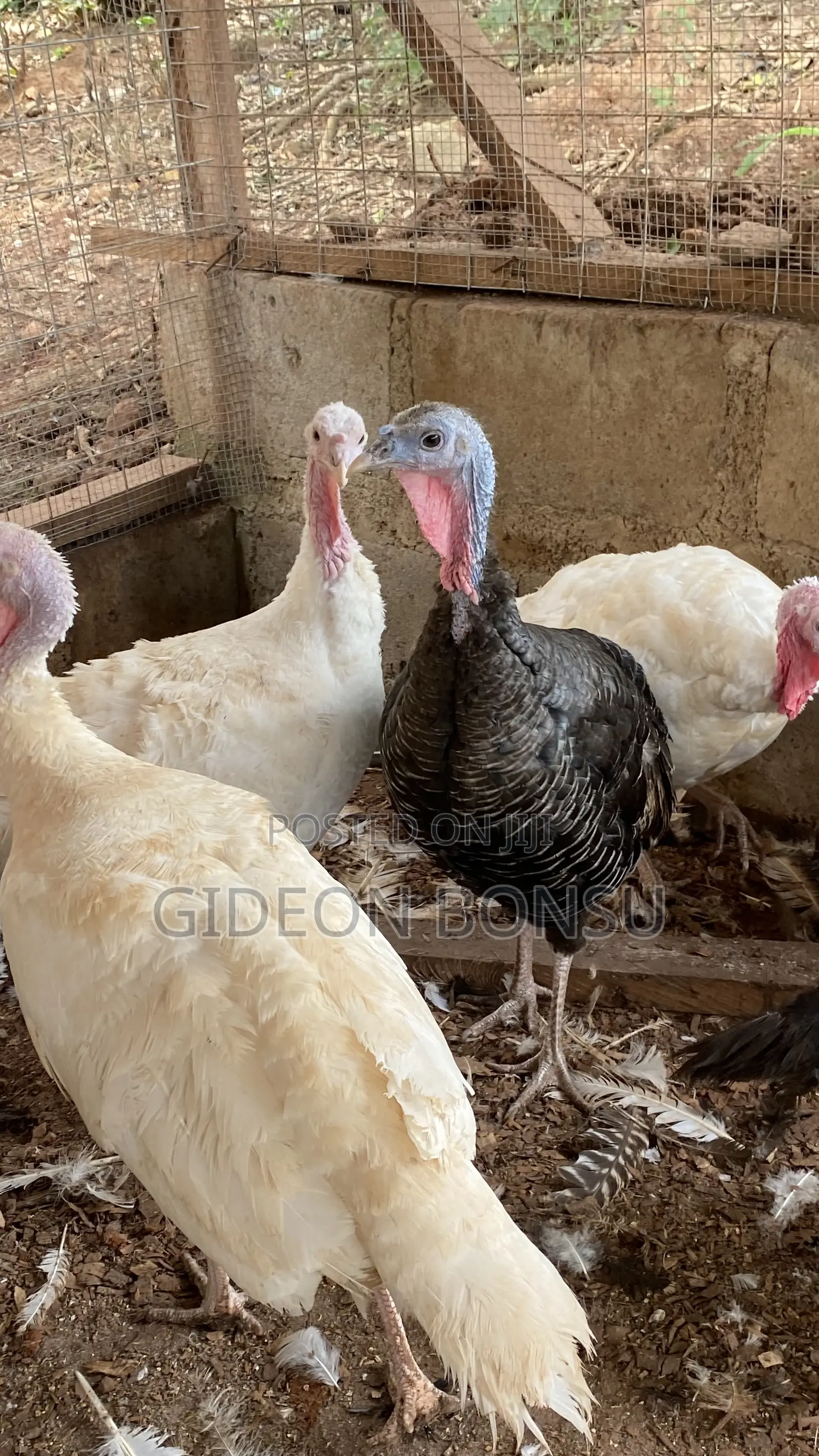 9 Months Female Layer Turkeys to Start Up Your Farm
