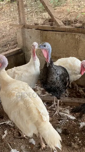 9 Months Female Layer Turkeys to Start Up Your Farm