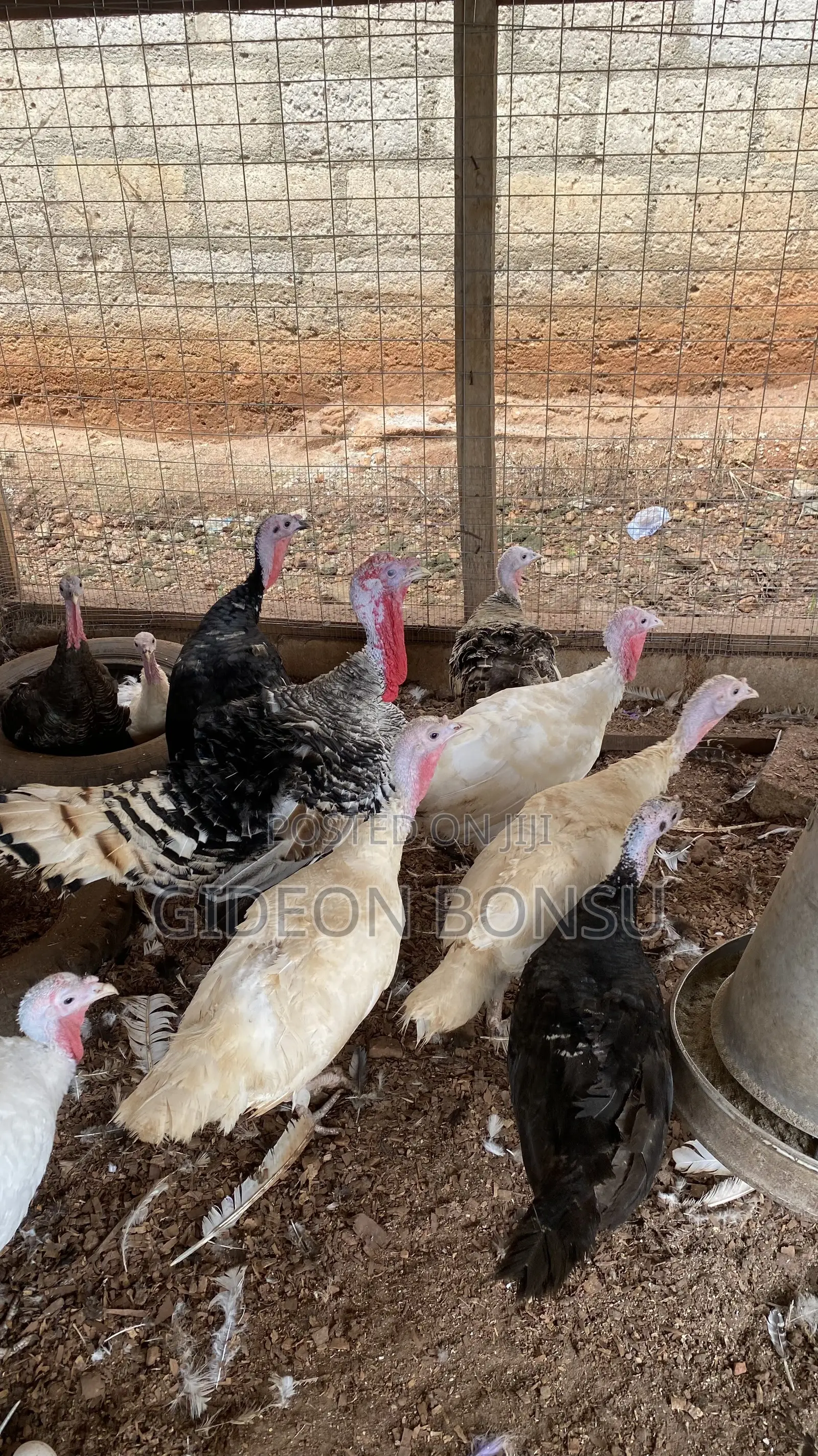 9 Months Female Layer Turkeys to Start Up Your Farm