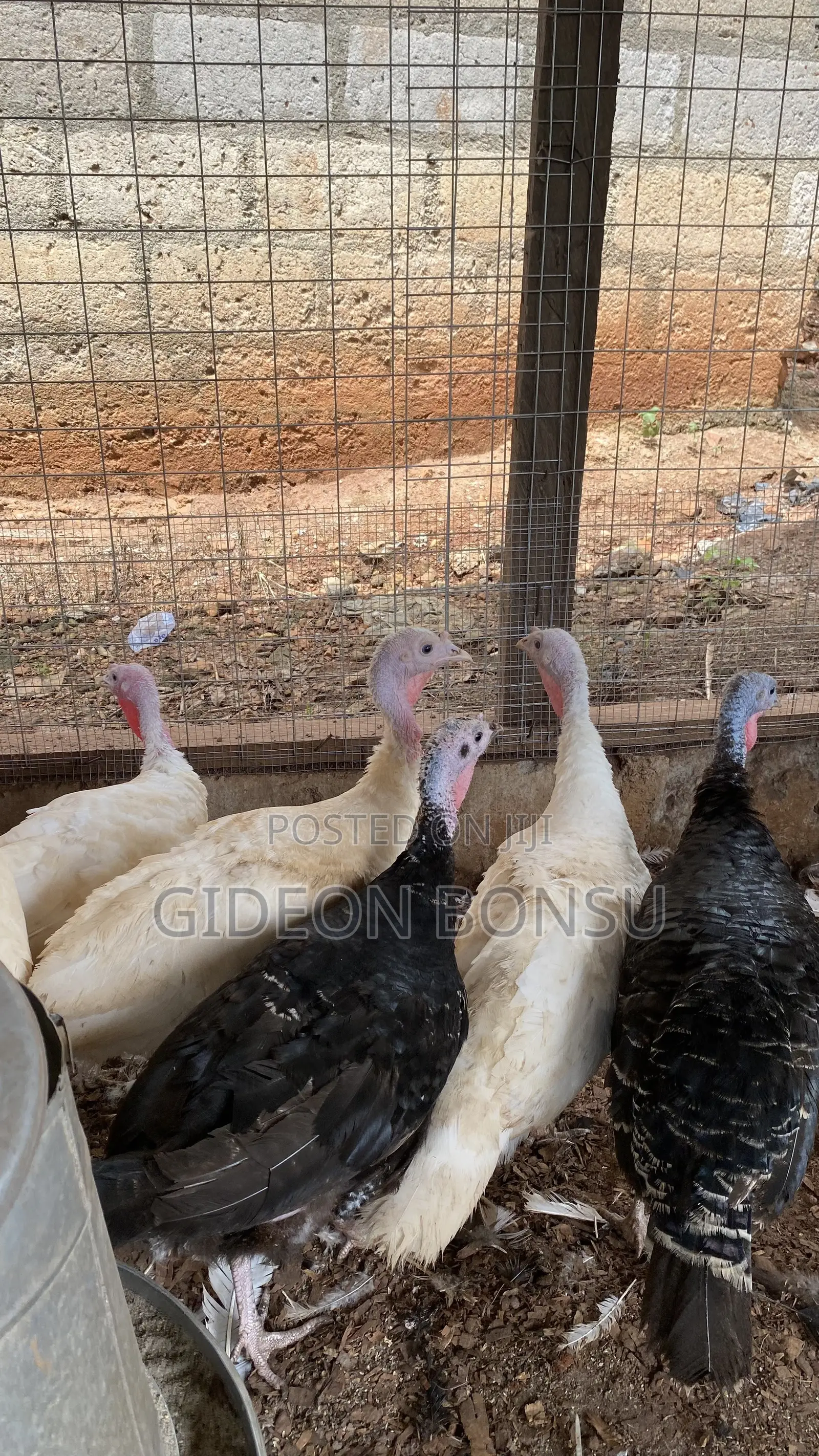 9 Months Female Layer Turkeys to Start Up Your Farm