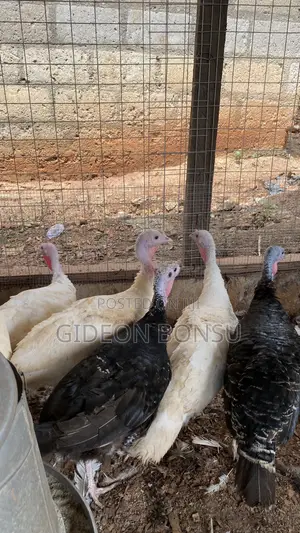 9 Months Female Layer Turkeys to Start Up Your Farm