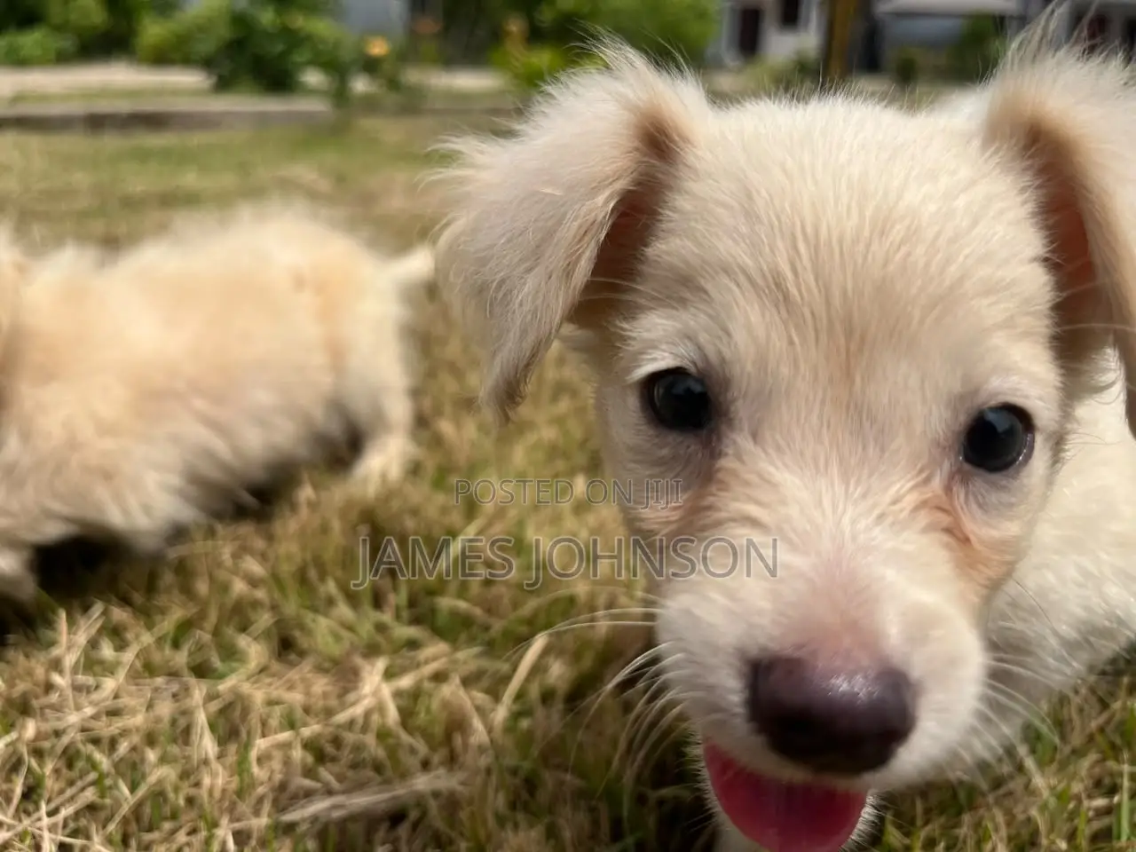 1-3 months Male Mixed Breed Poodle