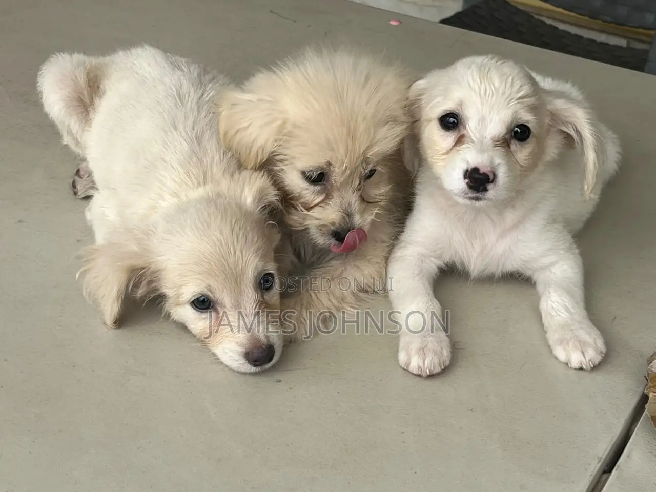 1-3 months Male Mixed Breed Poodle