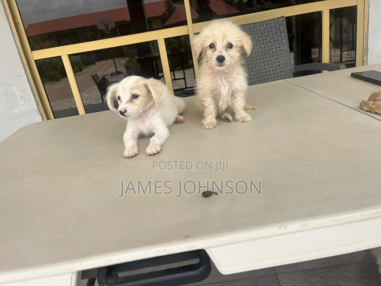 1-3 months Male Mixed Breed Poodle