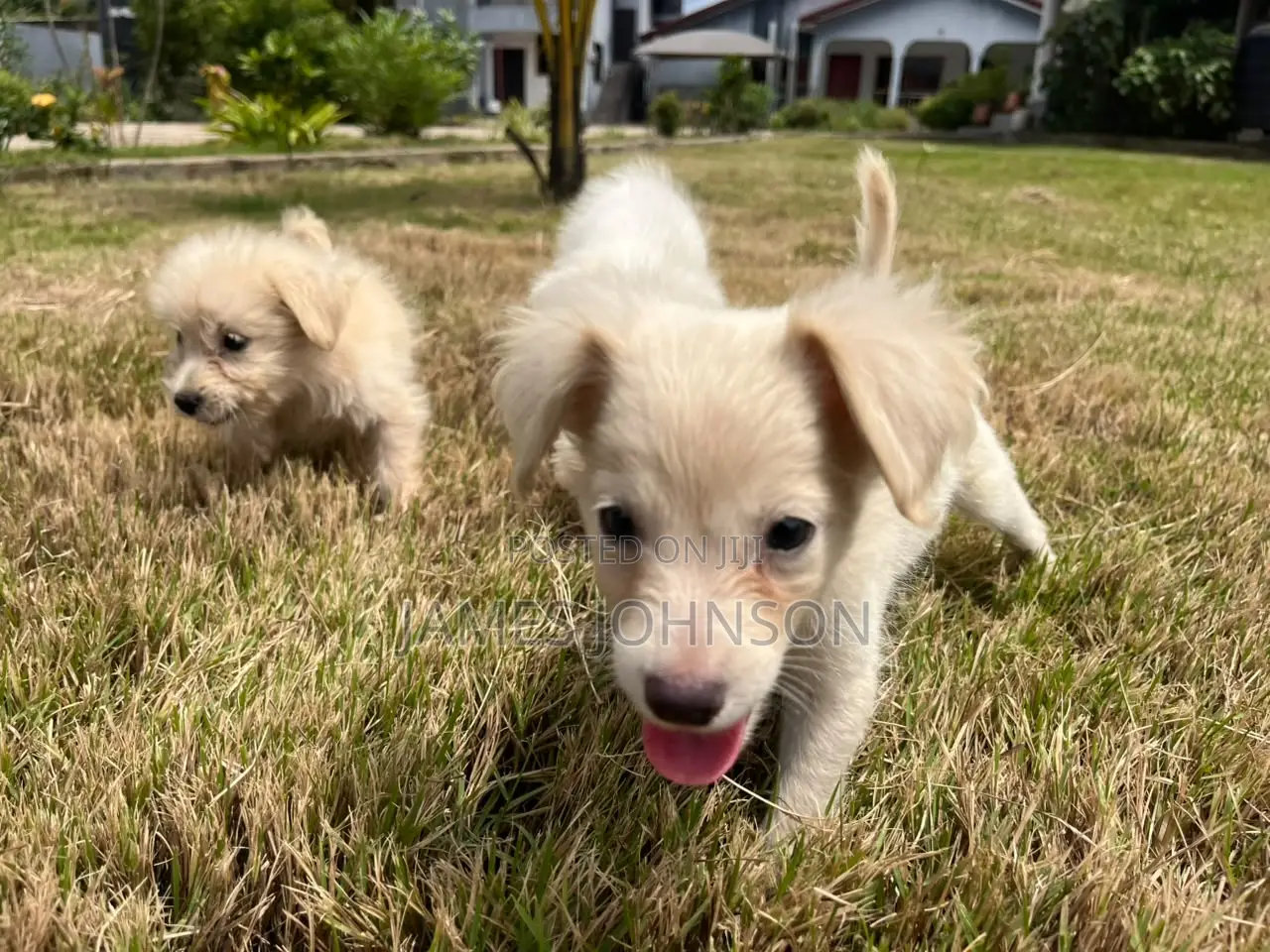 1-3 months Male Mixed Breed Poodle