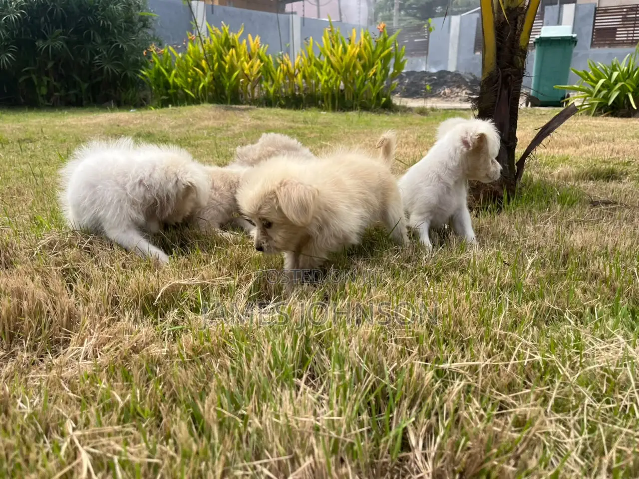 1-3 months Male Mixed Breed Poodle