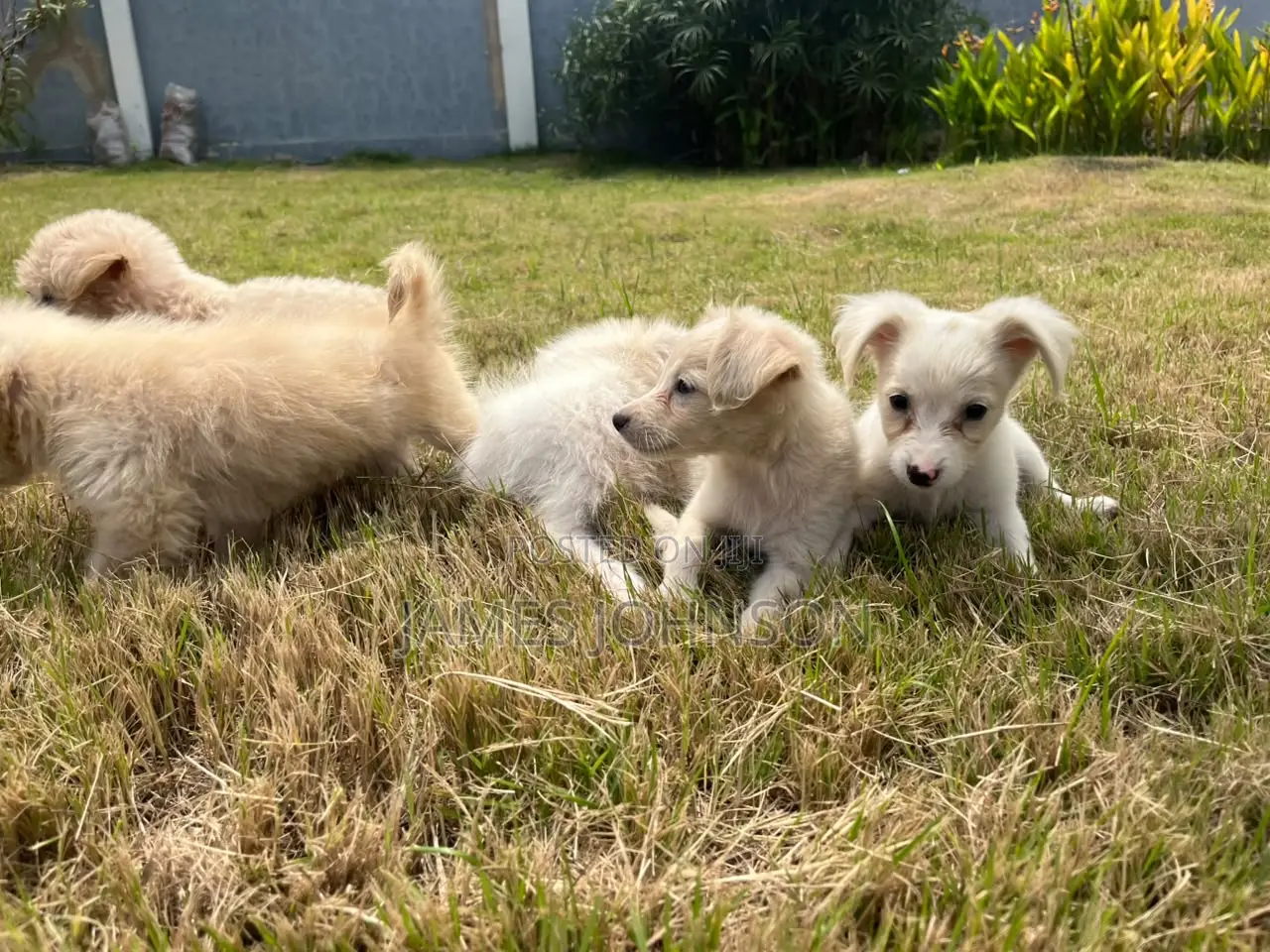 1-3 months Male Mixed Breed Poodle
