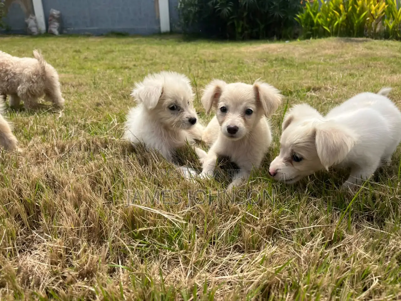1-3 months Male Mixed Breed Poodle