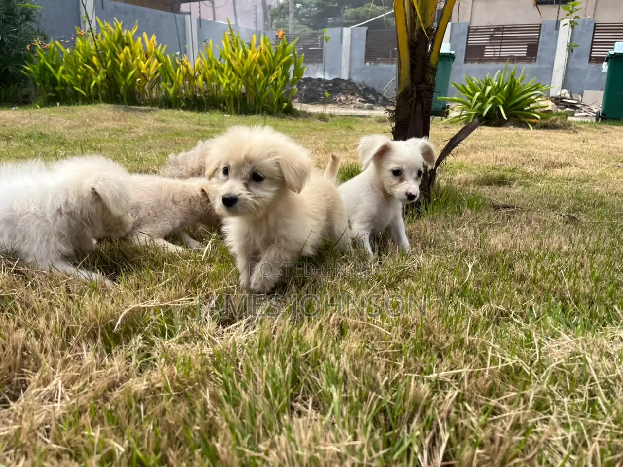 1-3 months Male Mixed Breed Poodle