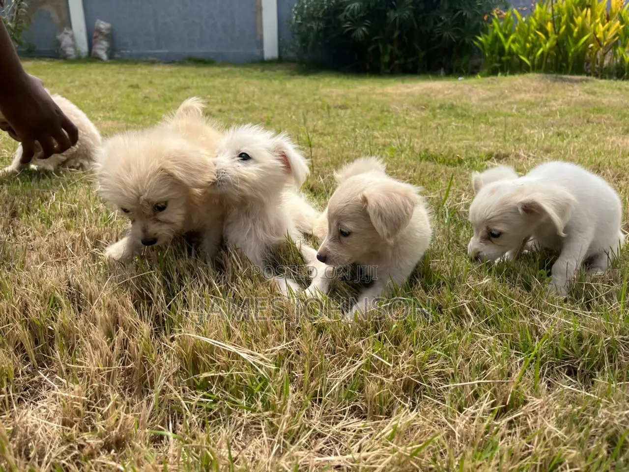 1-3 months Male Mixed Breed Poodle