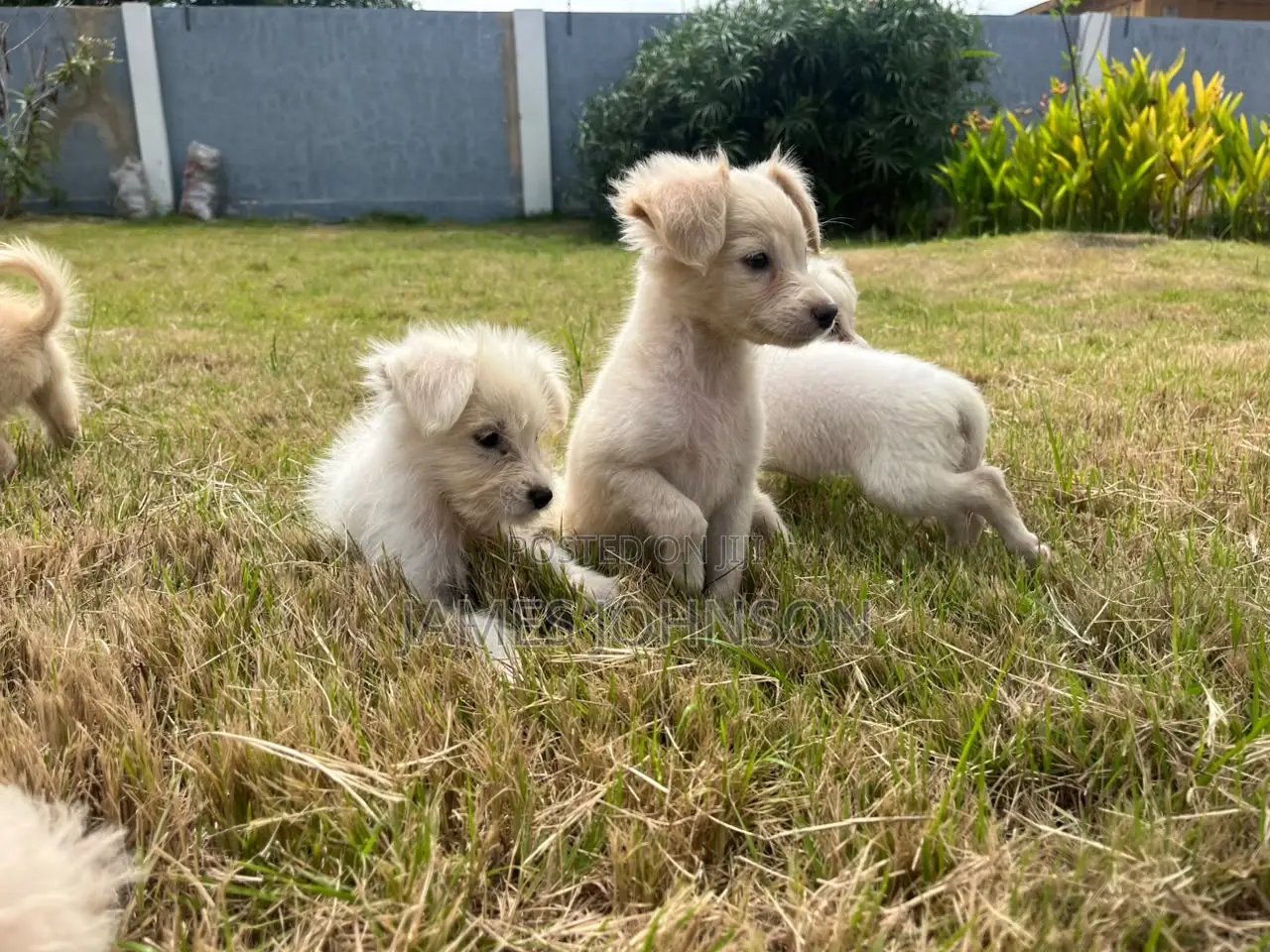 1-3 months Male Mixed Breed Poodle