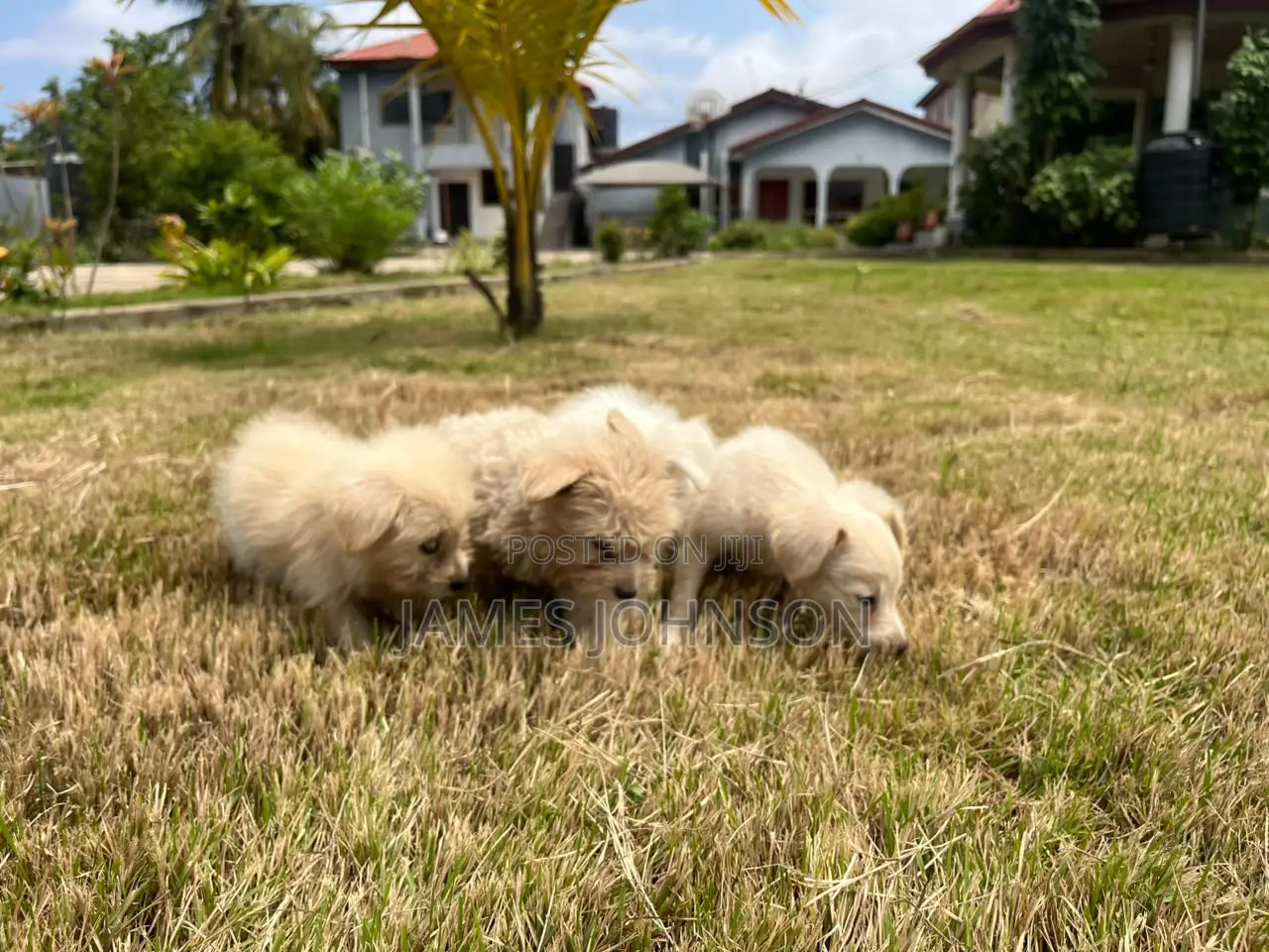 1-3 months Male Mixed Breed Poodle
