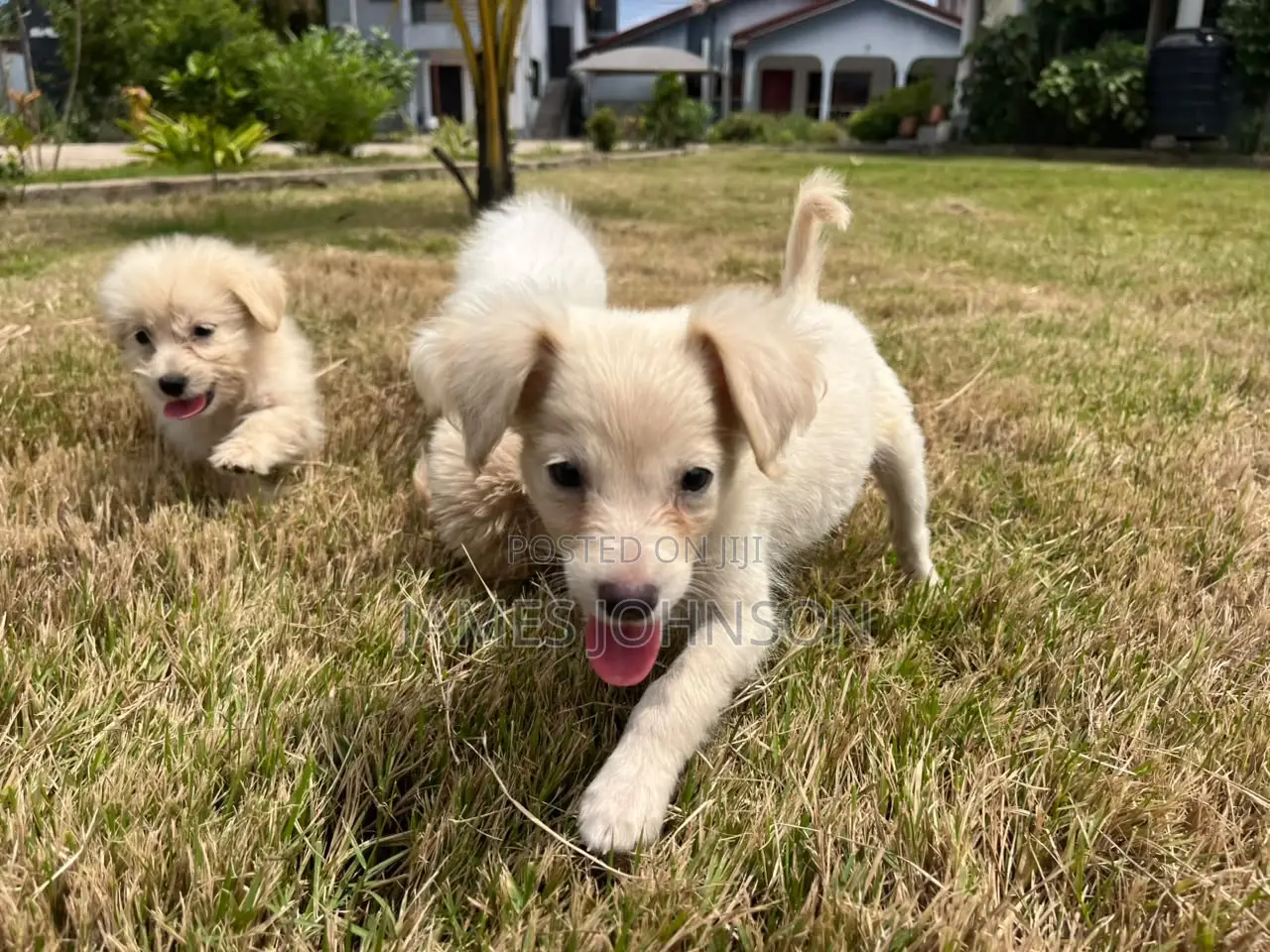 1-3 months Male Mixed Breed Poodle