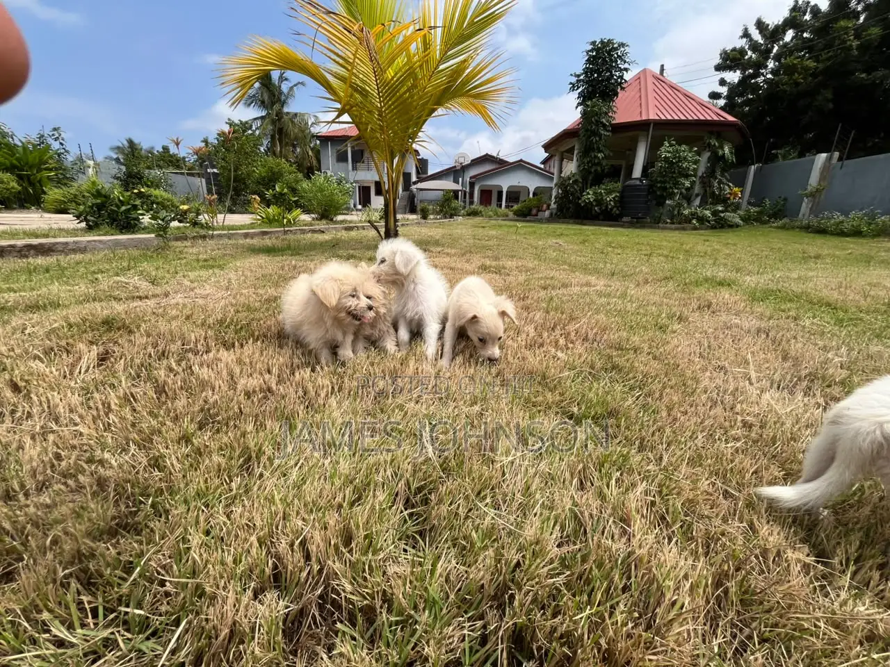 1-3 months Male Mixed Breed Poodle