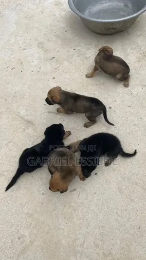 0-1 month Female Purebred German Shepherd