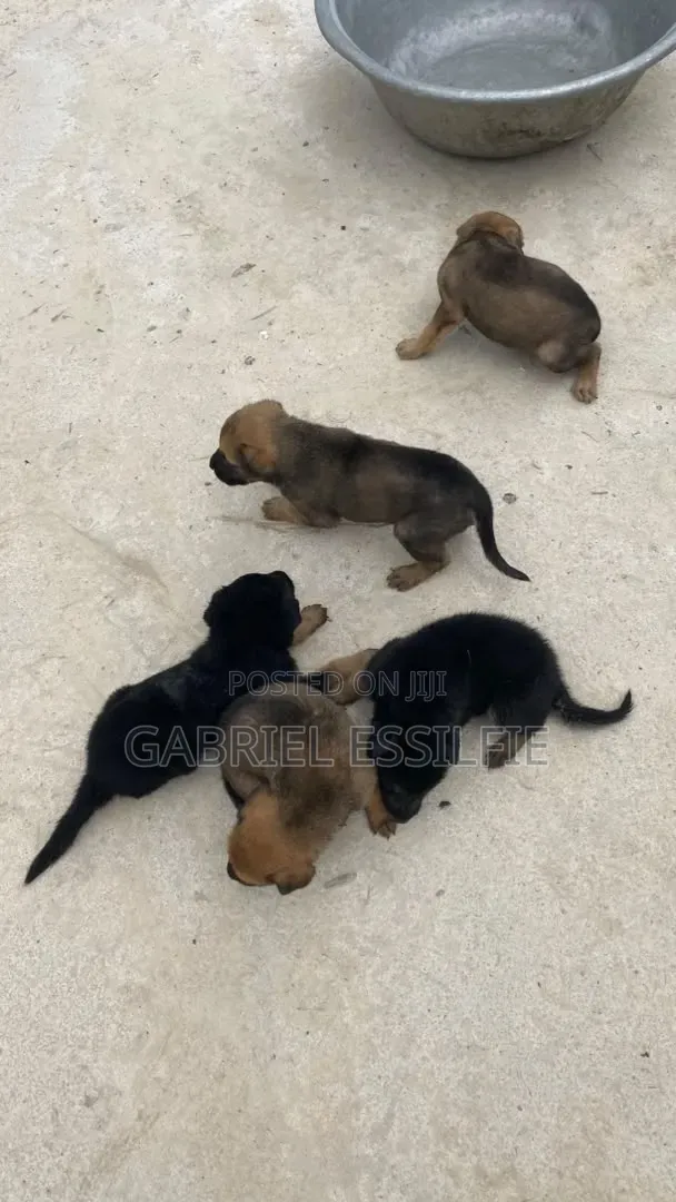 0-1 month Female Purebred German Shepherd