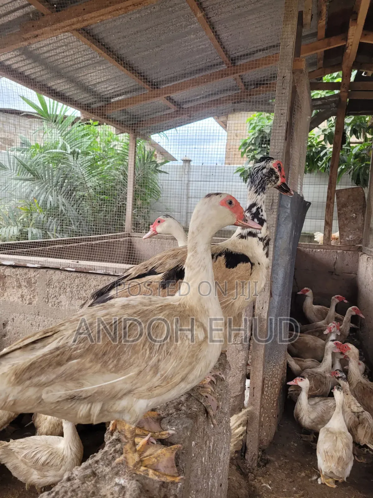 Male Duck for Sale