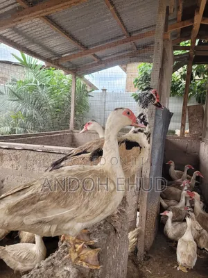 Male Duck for Sale
